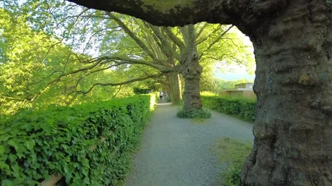 Peaceful walking path in Zurich park with old plane trees and river view Stock Footage 334079377