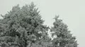 Peaceful White Place Snowed Forest Storm Blizzard Fir Trees Snow Ice Frost HD Footage