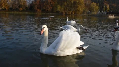 Peaceful white swans floating on the river during autumn sunset Stock Footage 83717127
