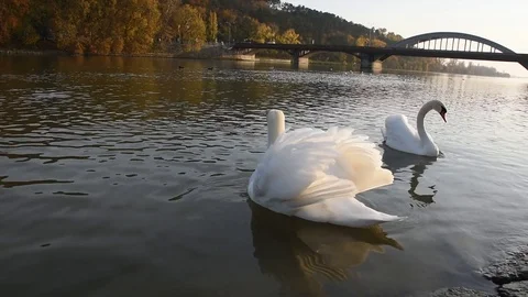 Peaceful white swans floating on the river during autumn sunset Stock Footage 83717149