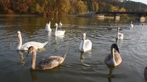 Peaceful white swans floating on the river during autumn sunset Stock Footage 83717151