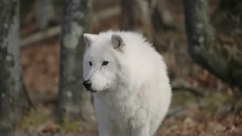 Peaceful White Wolf Standing In The Woods In Parc Omega, Quebec, Canada - Stock Footage 143869994