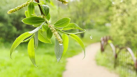 Peaceful Willow Leaves Drip with Refreshing Rain Above a Quiet Garden Path Stock Footage 334871257