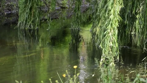 Peaceful willow tree branches gently sway over calm water reflections Stock Footage 331500375