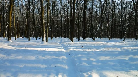 Peaceful winter forest scene with sunlight.  Stock Footage 327686802
