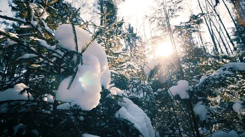Peaceful Winter Forest Scenery Video stock 87086517