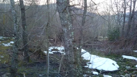 Peaceful Winter Forest at Sunset – Slow Walking Nature Scene 4K Stock Footage 329917904