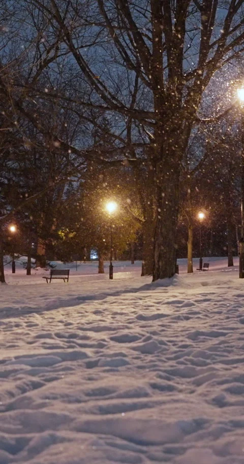 Peaceful Winter Night Snowfall In Park With Warm Lights Stock Footage 327791660