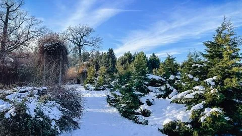 A peaceful winter park path surrounded by snow-covered evergreen trees and .. Stock Photos