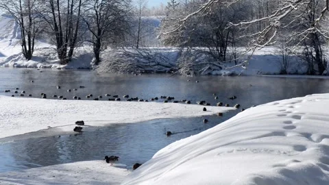 Peaceful winter river in quiet forest with wild ducks on sunny day Stock Footage 328255484