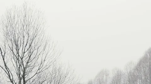 Peaceful Winter Scene with Snow Falling on Trees in Slow Motion Stock Footage 83401648