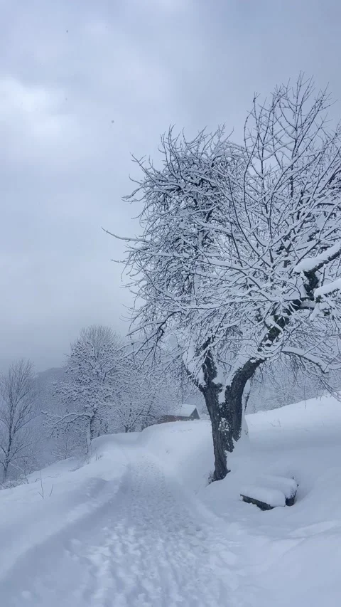 Peaceful winter scenery with a tree and bench under snow on a snowing day Stock Footage 334412258