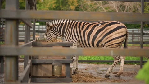 Peaceful zebra eats hay outdoors, Serene zebra enjoys quiet meal outside, Calm Stock Footage 333647638