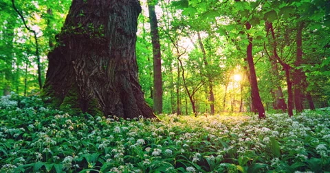 Peaceful zoom in video of a spring forest carpeted with blooming wild garlic Stock-Footage 335937290