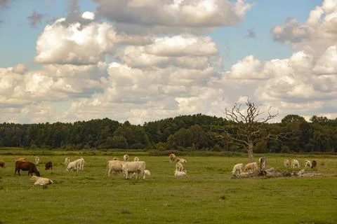 Peacefull cows under fluffy cloads Stock Photos