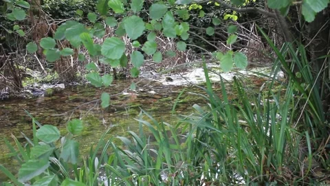 Peacefull flowing of a river Stock Footage 320347934