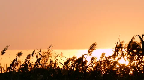 Peacefull sun over reed in windy day. Video stock 68979361