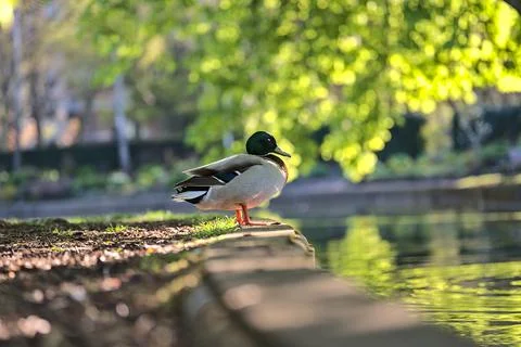 Peacefully resting duck (Mallard) with reflection pond water Herbert Park Dublin Stock Photos