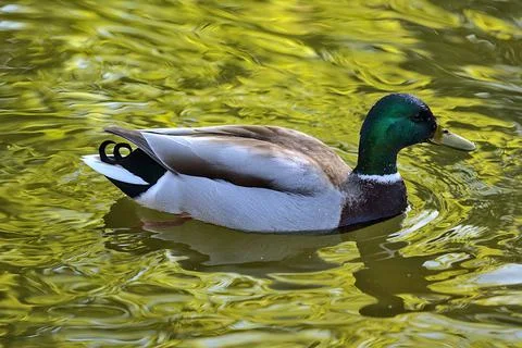 Peacefully resting duck (Mallard) with reflection pond water Herbert Park Dublin Stock Photos