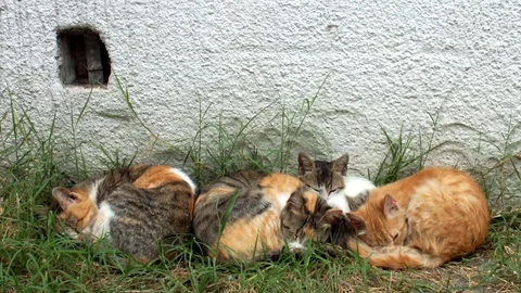 Peacefully sleeping kitten and three stray cats - Close up Stock Footage 76137483