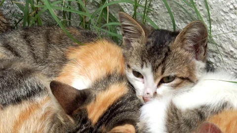 Peacefully sleeping kitten and three stray cats - Close up Stock Footage 76157553