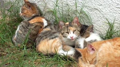 Peacefully sleeping kitten and three stray cats - Close up Stock Footage 76157700