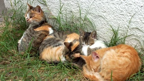 Peacefully sleeping kitten and three stray cats - Close up Stock Footage 76157722