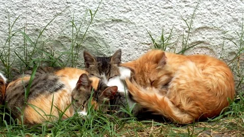 Peacefully sleeping kitten and two stray cats - Close up 動画素材 76137352