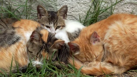 Peacefully sleeping kitten and two stray cats - Close up Stock Footage 76157470