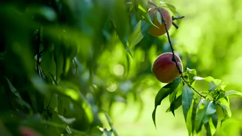 PEACH 2 Video stock 281251577