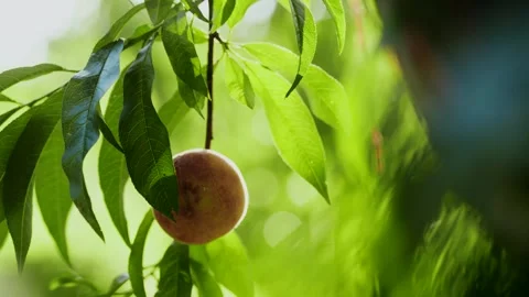 PEACH 4 Video stock 281254583