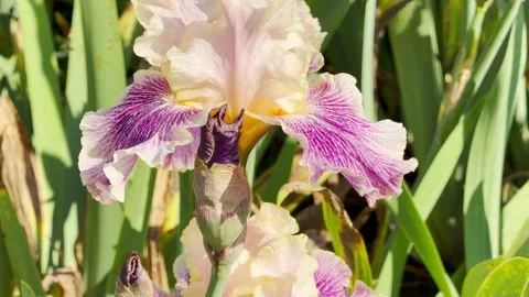 Peach and Magenta Striped Iris Flowers Bloom in a Sunlit Summer Garden Stock Footage 335547982