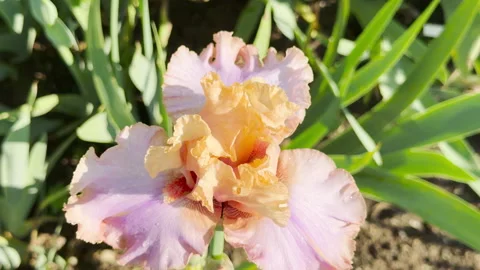 Peach and Pink Ruffled Iris Flower Blooms Face Up in a Sunlit Plant Bed Stock Footage 335547785