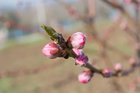 Peach Bbuds on a twig Stock Photos