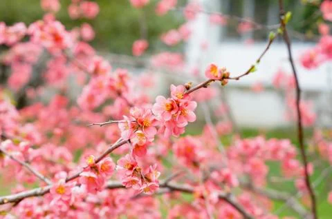Peach blooming Stock Photos