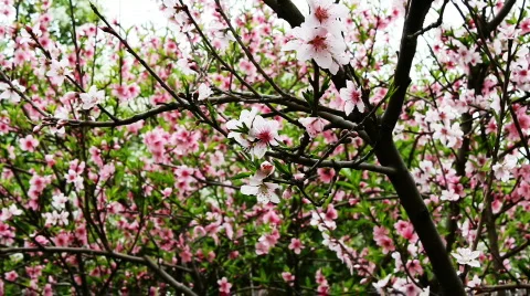 Peach blossom 1 Vídeos de archivo 742373