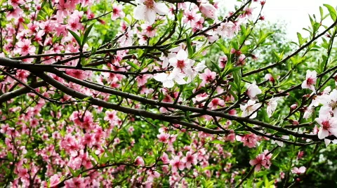 Peach blossom 2 Видео 742422
