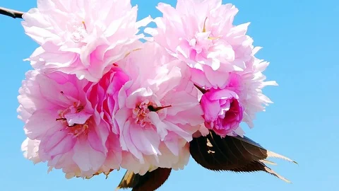 Peach blossom. Branches. Spring. Blue sky. Stock Footage 129846177