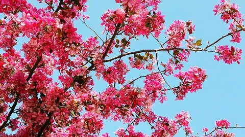Peach blossom. Branches. Spring. Blue sky. Stock Footage 129892097