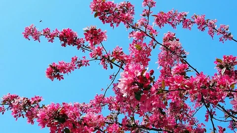 Peach blossom. Branches. Spring. Blue sky. Stock Footage 129892610