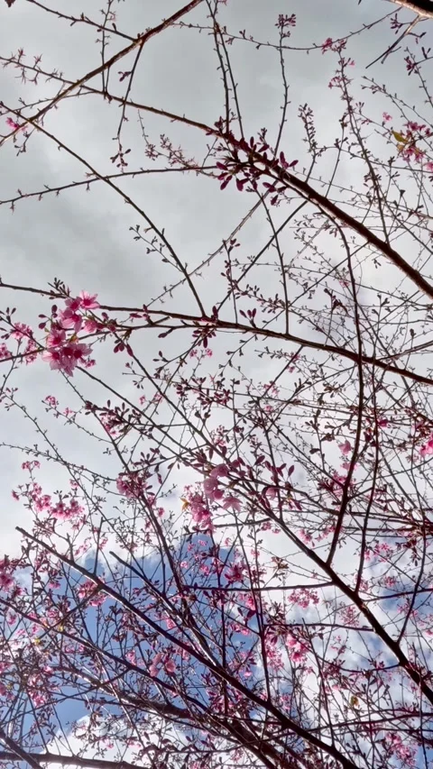 Peach Blossom Branches Timelapse Against Cloudy Sky, Vertical Video 스톡 동영상 341758413