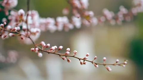 Peach Blossom Close-up Stock Footage 256980220
