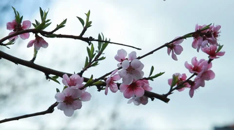 Peach blossom closeup Stock Footage 34099467