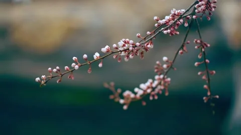 A peach blossom in the corner of the park 動画素材 256980185