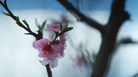 Peach blossom Video stock 34099844