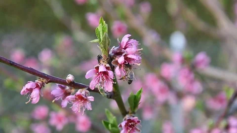Peach blossom Stock Footage 73933710