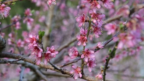 Peach blossom Stock Footage 73934268