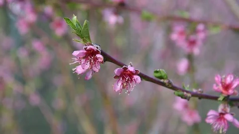 Peach blossom Stock Footage 73934475