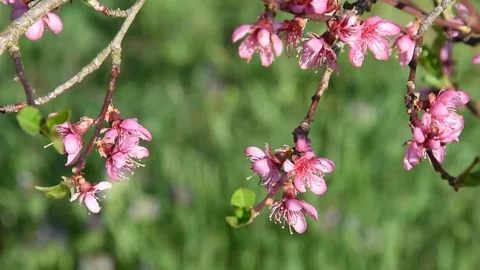 Peach blossom Stock Footage 73934953