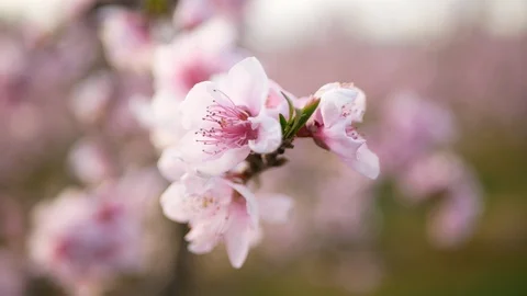 Peach blossom Video stock 127053469